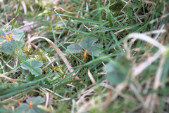 Phragmidium fragariae