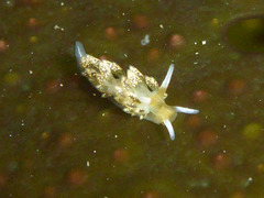 Diaphoreolis flavovulta