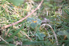 Phragmidium fragariae