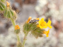 Plagiognathus moerens