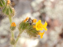 Plagiognathus moerens