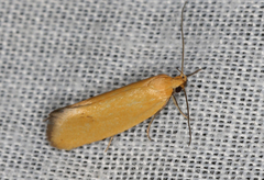 Microbela