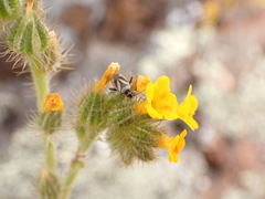 Plagiognathus moerens