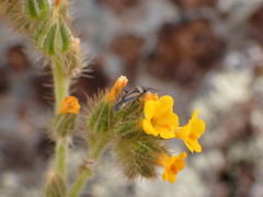 Plagiognathus moerens