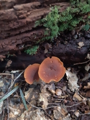 Pholiota multicingulata