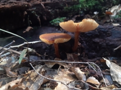 Pholiota multicingulata