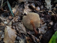 Pholiota multicingulata
