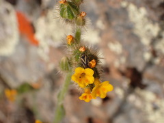 Plagiognathus moerens