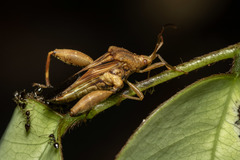 Meropachyinae