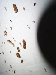 Phaecasiophora niveiguttana