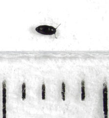 Acrotrichis sericans