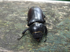 Lucanus cervus