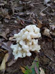 Sebacina sparassoidea