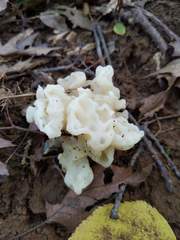 Sebacina sparassoidea