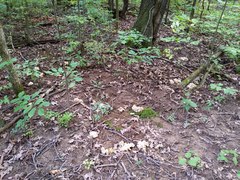 Sebacina sparassoidea