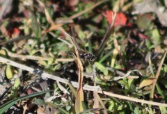 Alysiinae