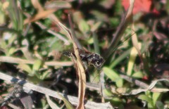 Alysiinae