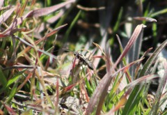Alysiinae