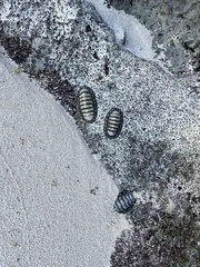 Chiton tuberculatus