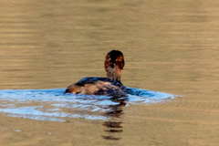 Tachybaptus ruficollis