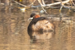 Tachybaptus ruficollis