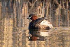 Tachybaptus ruficollis