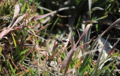 Alysiinae