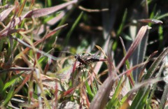 Alysiinae
