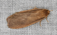 Scoliacma pactolias