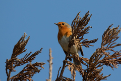 Erithacus rubecula