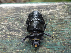 Lucanus cervus