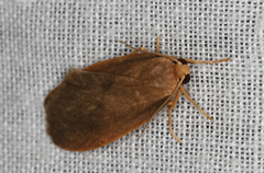 Scoliacma pactolias