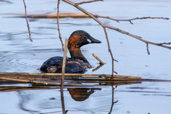 Tachybaptus ruficollis