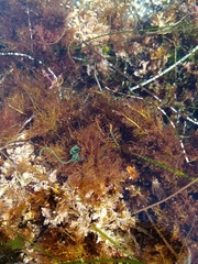 Chaetomorpha spiralis