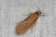 Scoliacma pactolias