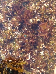 Chaetomorpha spiralis