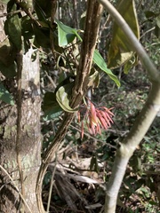 Bauhinia jenningsii