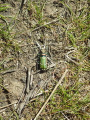 Cicindela purpurea