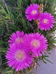 Lampranthus spectabilis
