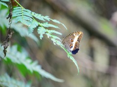 Dasyophthalma rusina
