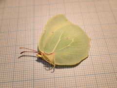 Gonepteryx cleopatra