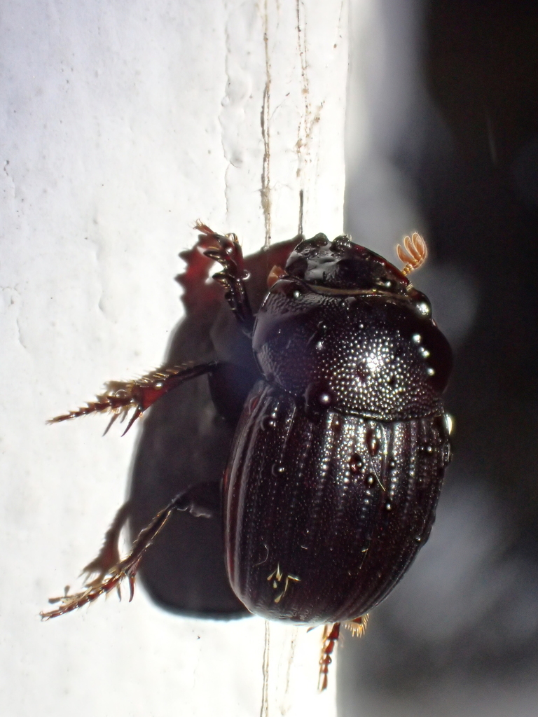 Xinidium