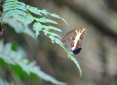 Dasyophthalma rusina