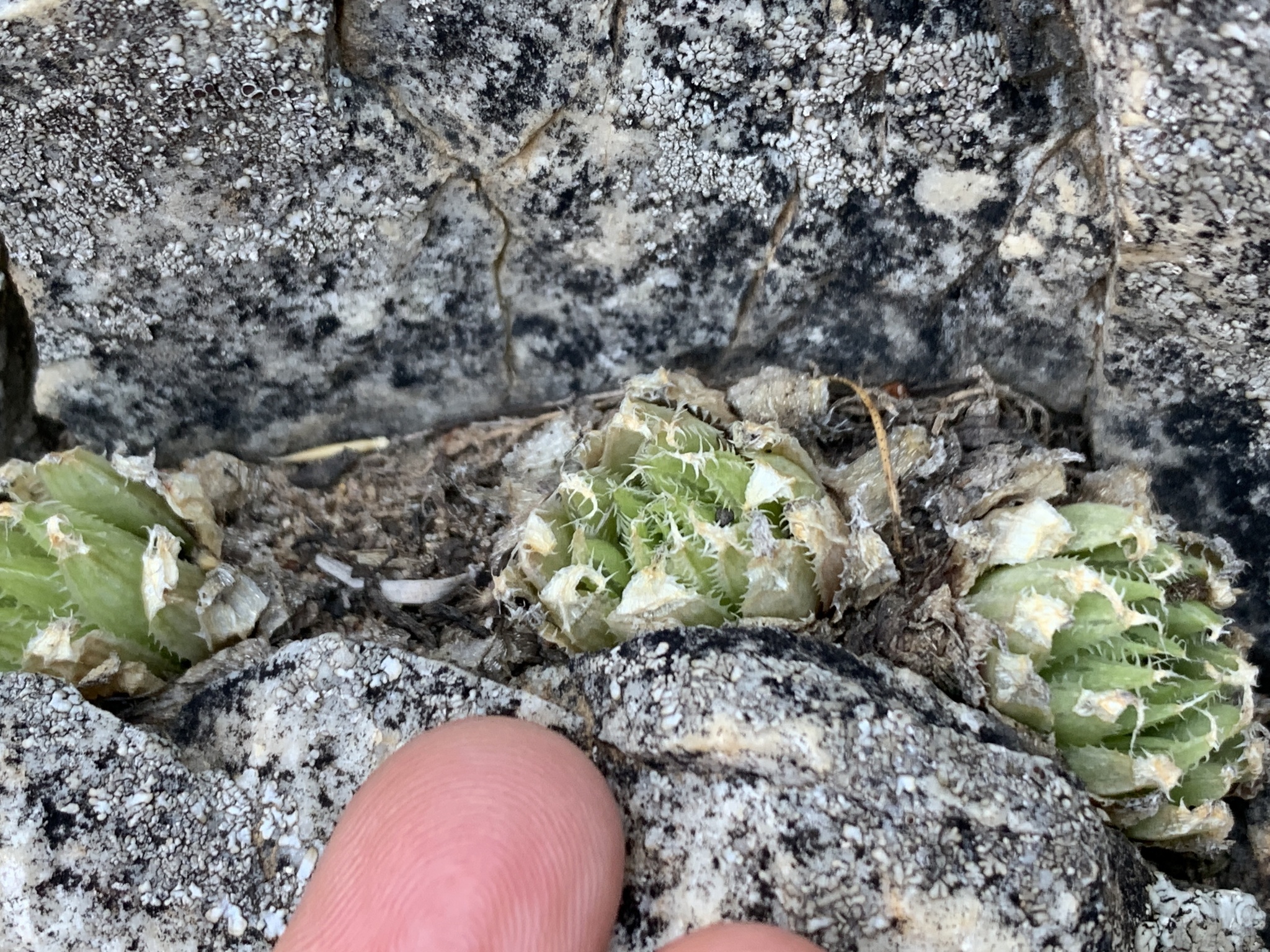 Imagem de Haworthia marumiana não possui um nome popular amplamente reconhecido no Brasil