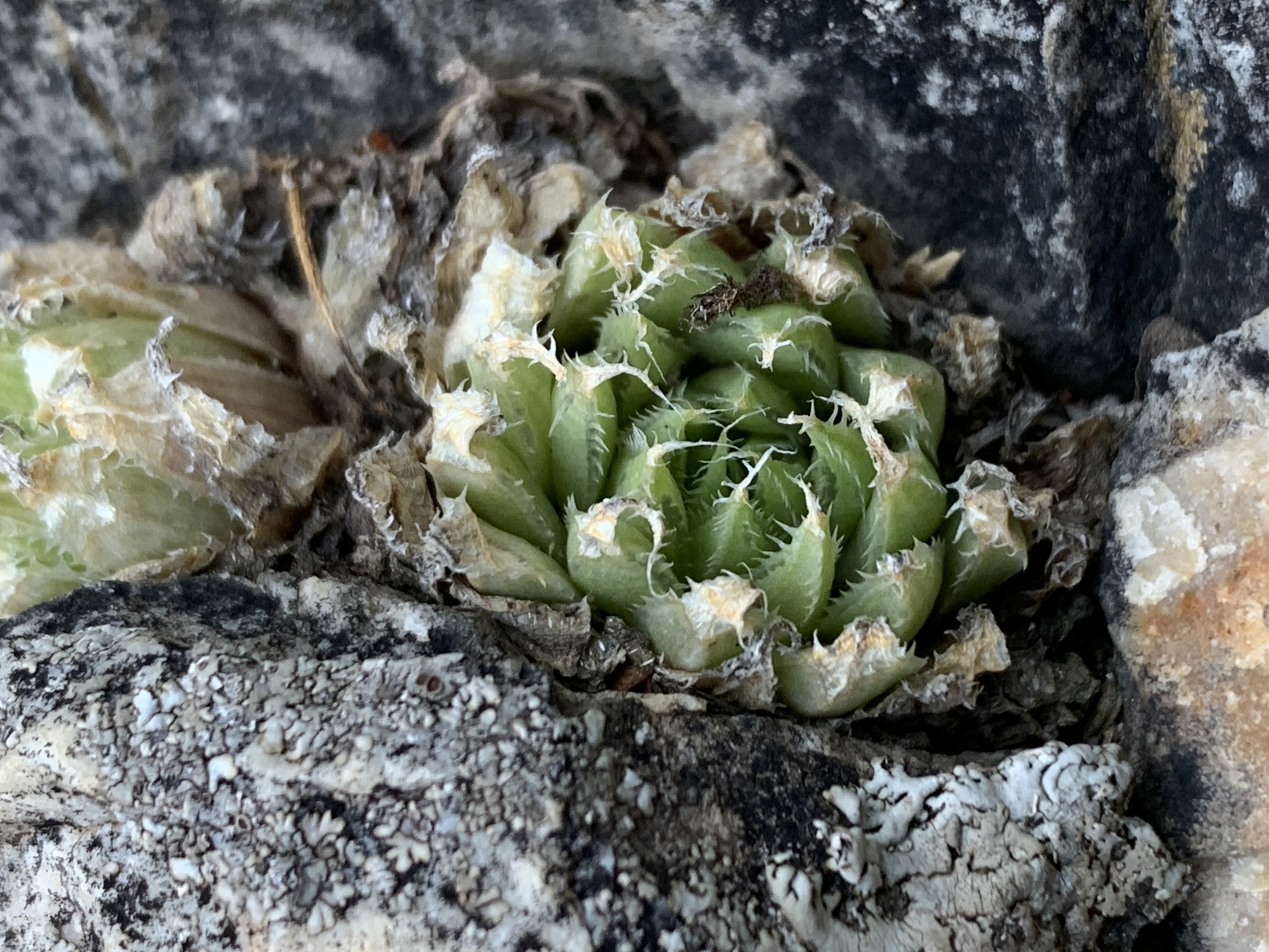 Imagem de Haworthia marumiana não possui um nome popular amplamente reconhecido no Brasil