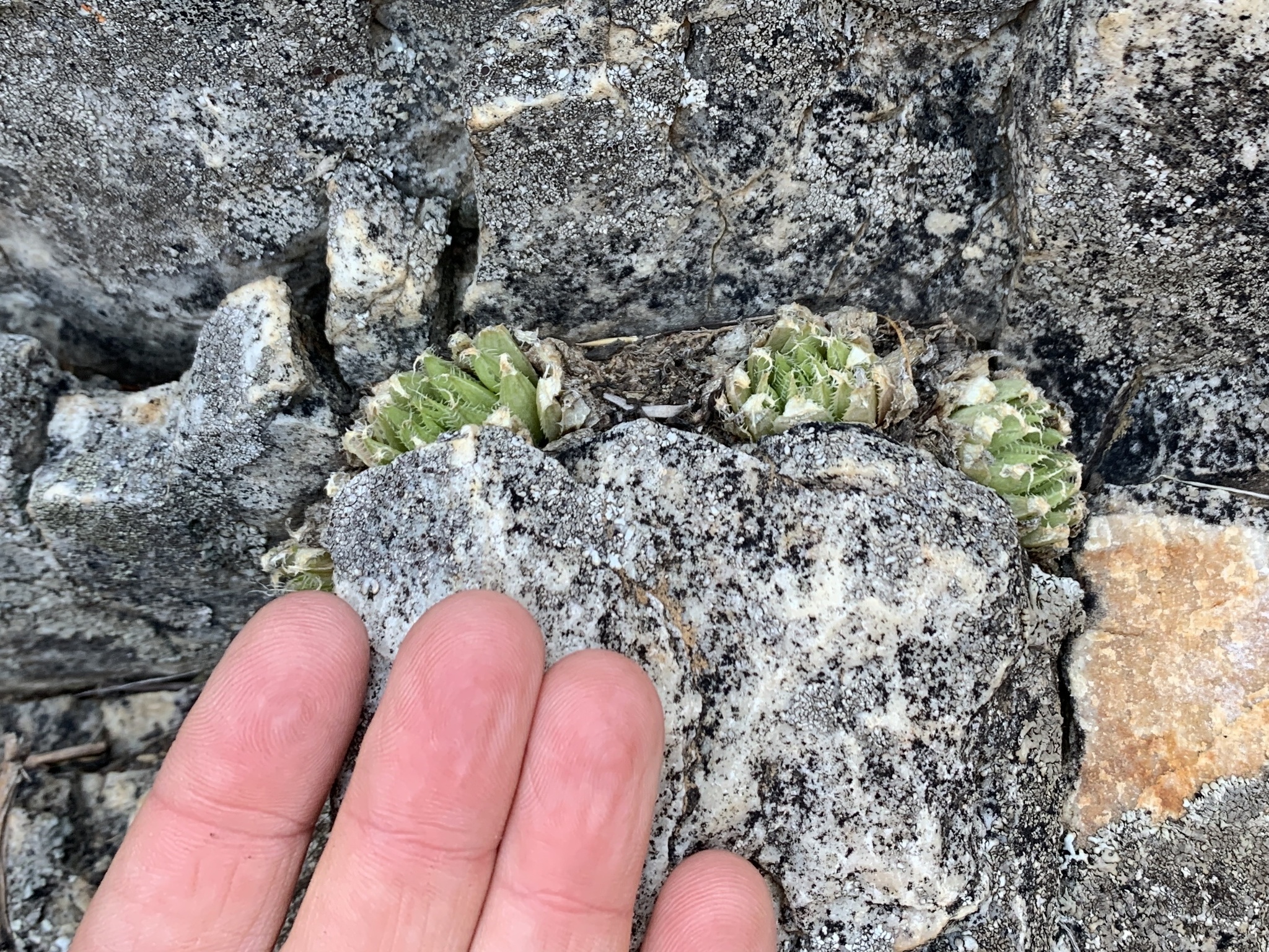 Imagem de Haworthia marumiana não possui um nome popular amplamente reconhecido no Brasil