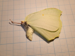 Gonepteryx cleopatra