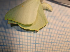 Gonepteryx cleopatra