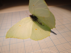 Gonepteryx cleopatra