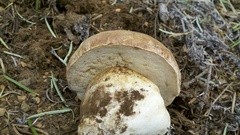 Boletus rex-veris